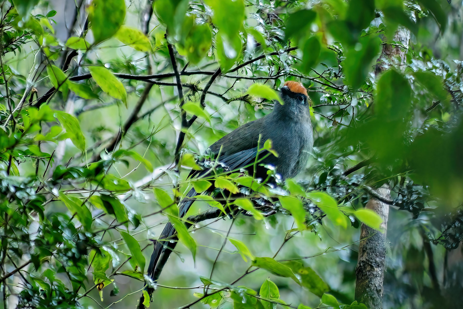 Rotstirn-Seidenkuckuck